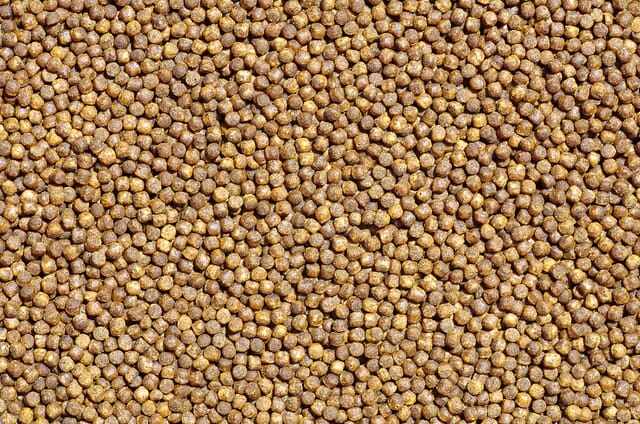 Fish Feed Research to Improve Protein Digestibility, Benefit